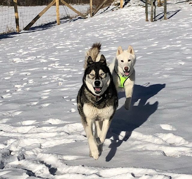 Discover husky dog session