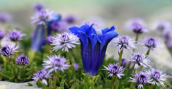 Conference Remarkable plants and environments of the col du Lautaret with the Jardin du Lautaret