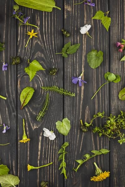 Discover mountain plants and make herbal teas