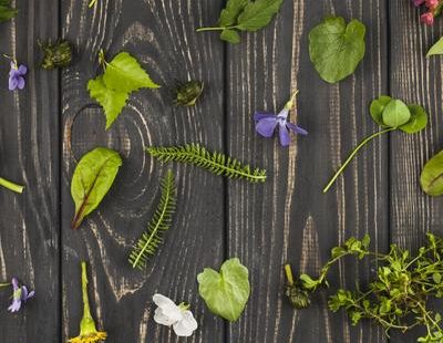 Discover mountain plants and make herbal teas