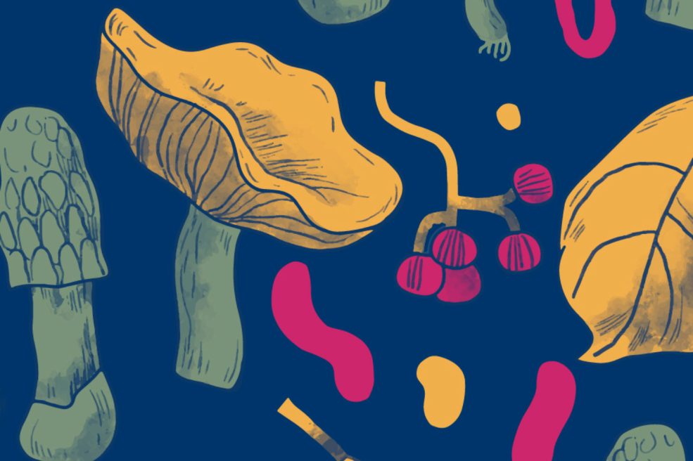 Conference: Mushrooms, uses, culture and territory_Le Monêtier-les-Bains