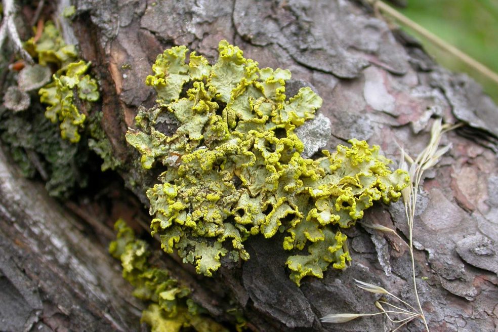 Conference: Lichens, did you say lichens?_Le Monêtier-les-Bains