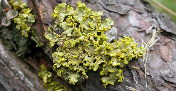 Conference: Lichens, did you say lichens?