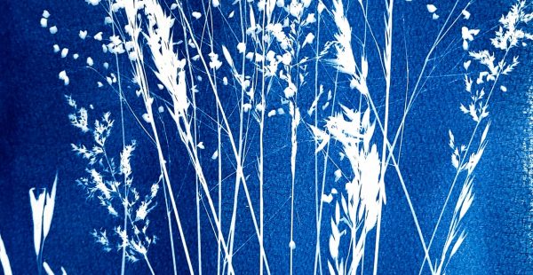 Cyanotype workshop