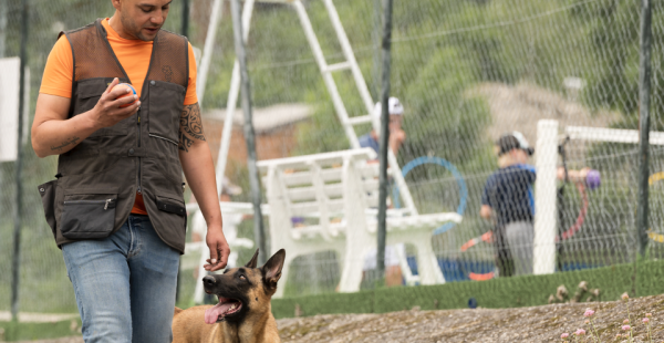 Dog training with Work'n'Dog Adacemy