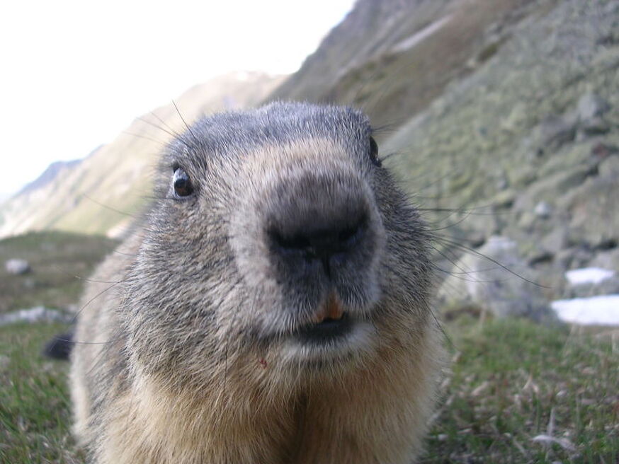 The little marmots' snack