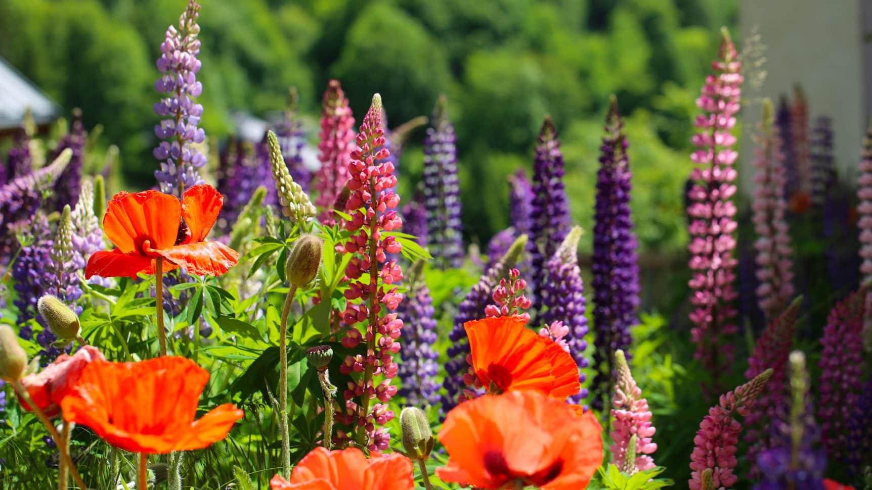 champ de fleurs à Valloire-Galibier