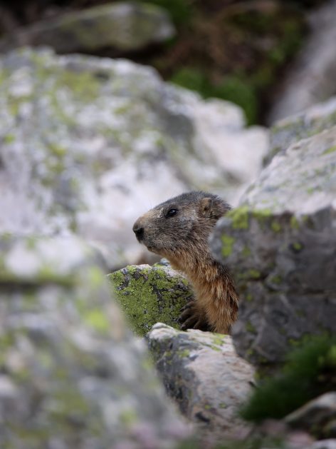 marmottes_valloire_rochers.jpg