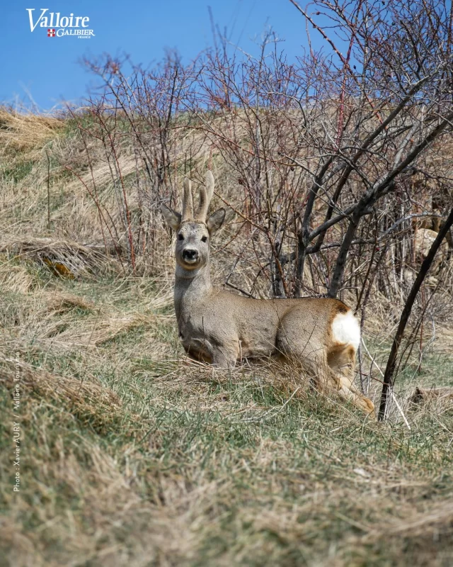👀 Le printemps ici 🌱 propice aux belles rencontres 🥰

#valloire #galibier #valloiregalibier #printemps #spring #vacances #montagne #alpes #savoie