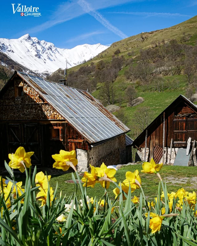 [En direct] 🌱🌼 Le printemps s’impose et nous régale 🥰 

#valloire #galibier #valloiregalibier #printemps #spring #vacances #montagne #alpes #savoie