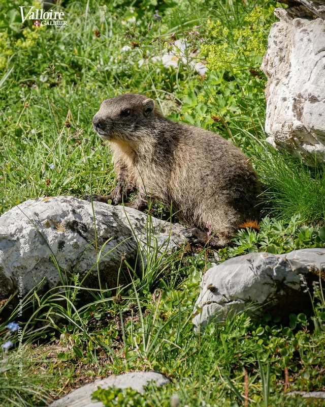 ☝️ Toujours randonner en bonne compagnie 😁 🥰 #valloire #galibier #valloiregalibier #été #marmotte #marmota #vacances #montagne #alpes #savoie